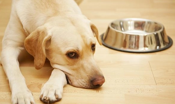 幼犬一天吃幾餐