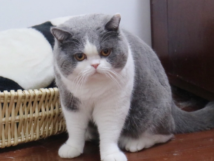 混血貓性格 混血貓性格