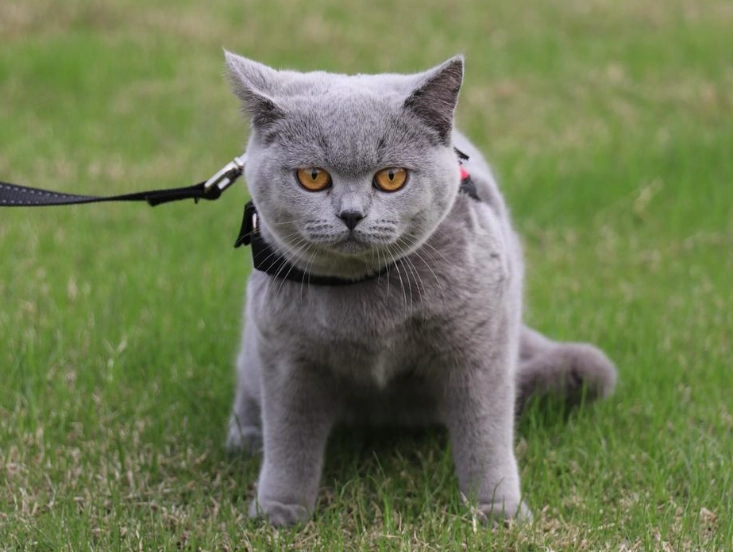 英短 美短 選擇 英短 美短 選擇