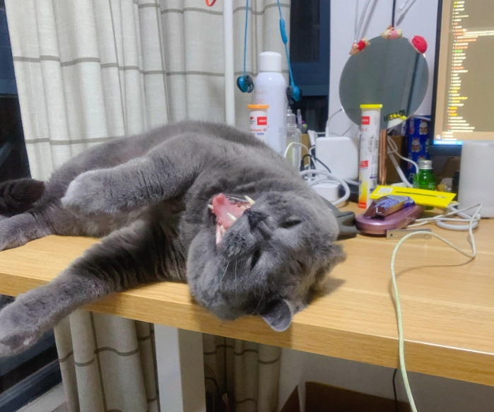 貓咪健康檢查