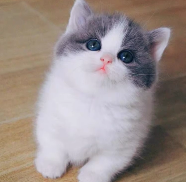 英短美短混血照顧 英短美短混血照顧