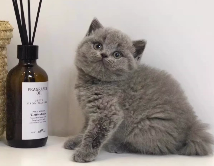 美短英短混血貓 美短英短混血貓