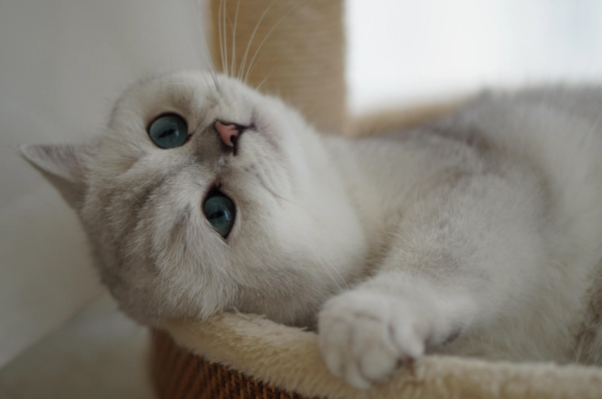 美短英短混血貓全解析：性格、照顧與領養指南