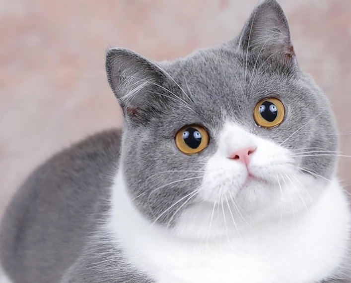 英國短毛貓 美國短毛貓 比較 英國短毛貓 美國短毛貓 比較