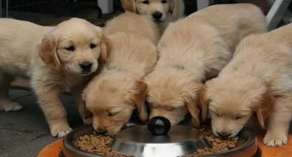 幼犬一天吃幾餐