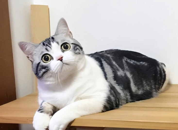 英短 美短 選擇 英短 美短 選擇