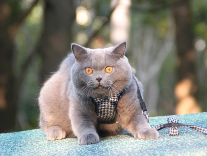 养猫注意事项