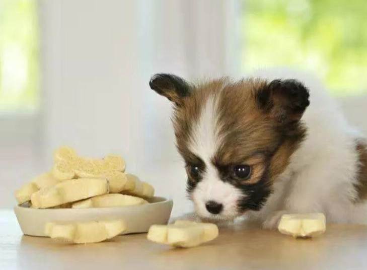 幼犬飼料份量怎麼抓？黃金公式與三大誤區完整解析