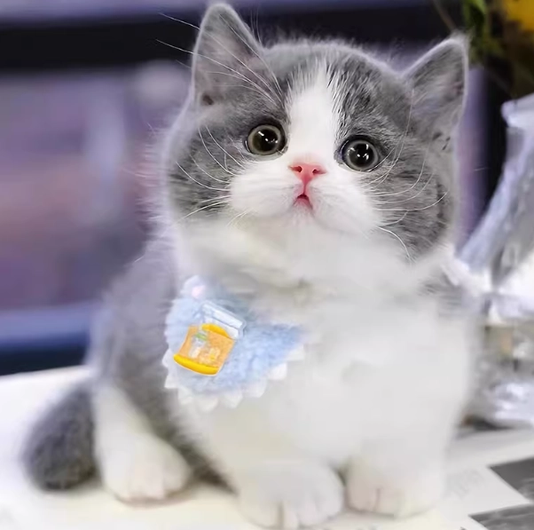 混血貓性格 混血貓性格