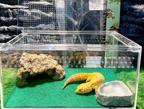 爬蟲飼養箱