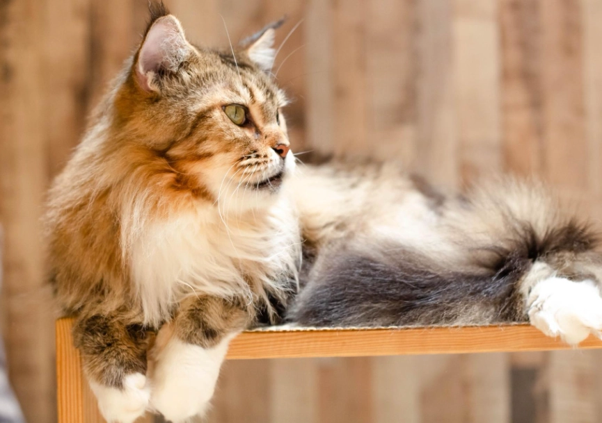 緬因貓遺傳疾病