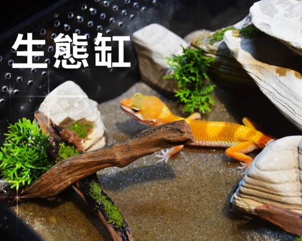 爬蟲飼養箱
