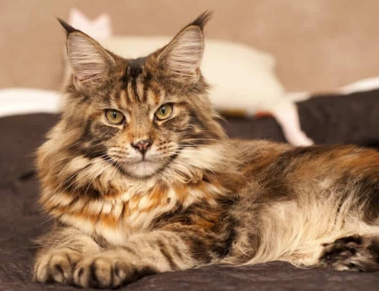 緬因貓飼養方法 緬因貓飼養方法