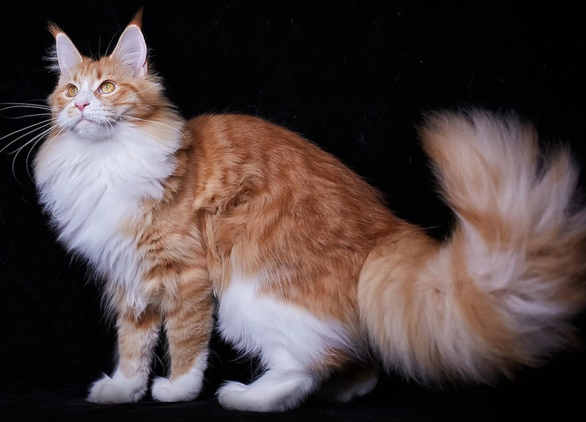 緬因貓缺陷全解析：症狀、預防與照護終極指南