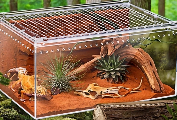 肥尾守宮環境設置