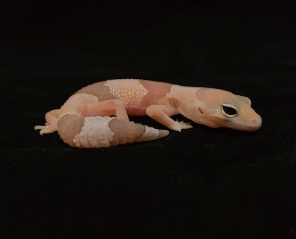 肥尾守宮餵食頻率 肥尾守宮餵食頻率