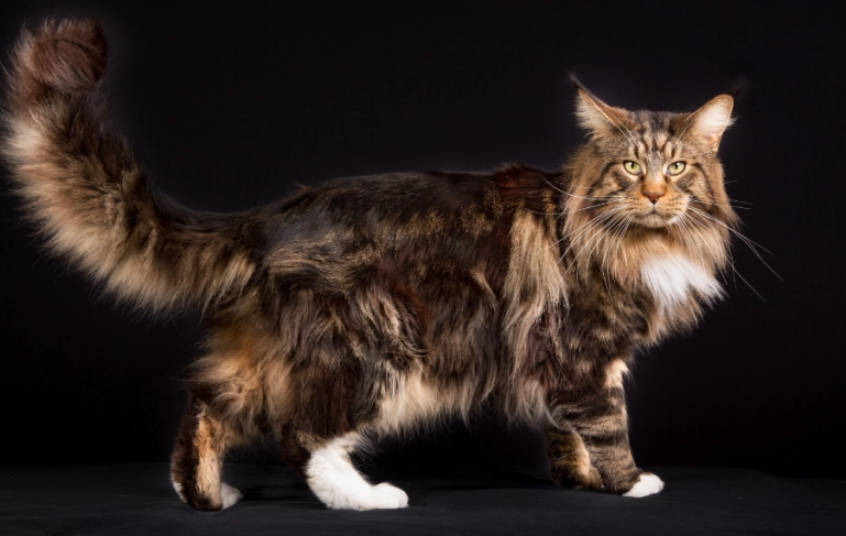緬因貓缺點全解析：飼主親身經歷的五大困擾與解決方案