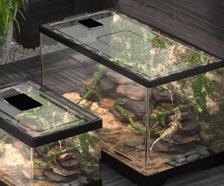 肥尾守宮飼養箱終極指南：從零開始打造完美棲地