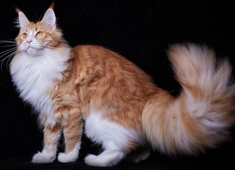 緬因貓優缺點 緬因貓優缺點