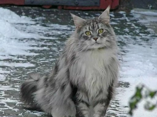 緬因貓好養嗎？資深飼主親授飼養秘訣，破解三大迷思與挑戰