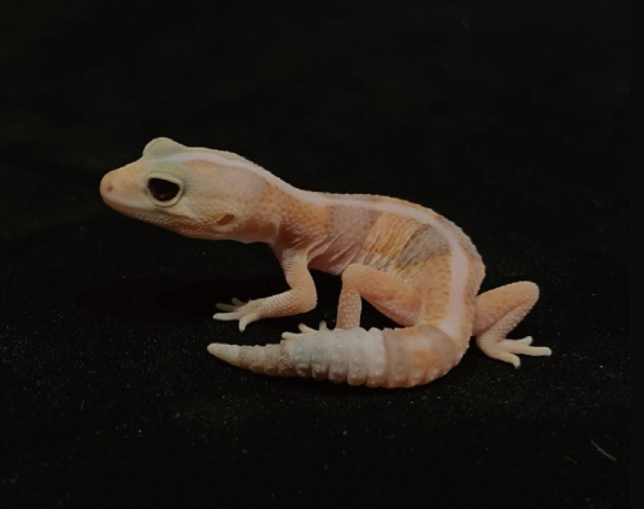 肥尾守宮食量終極指南：從幼體到成體的正確餵食法