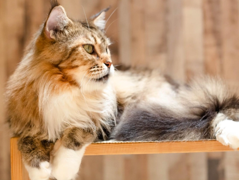 緬因貓飼養方法 緬因貓飼養方法