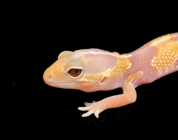 肥尾守宮餵食頻率 肥尾守宮餵食頻率