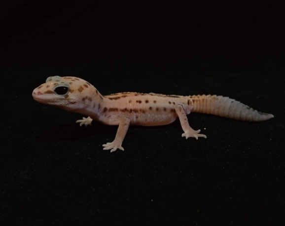 肥尾守宮飼養技巧 肥尾守宮飼養技巧