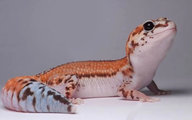 肥尾守宮飼養技巧 肥尾守宮飼養技巧