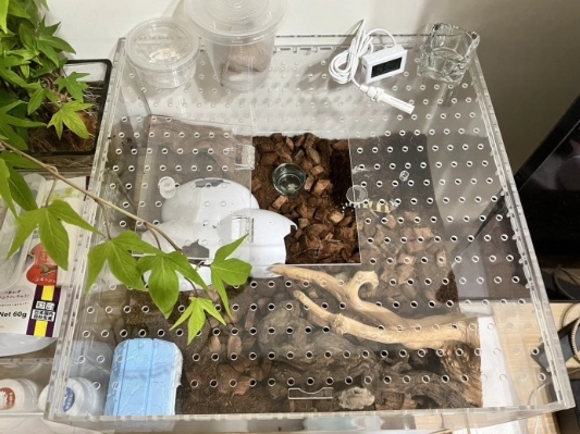 肥尾守宮環境設置