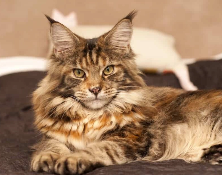 緬因貓遺傳疾病