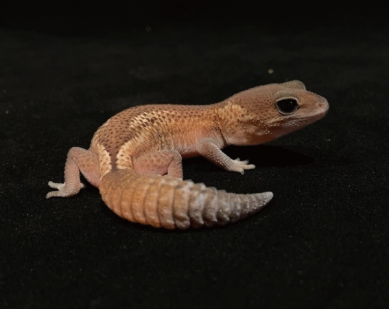 肥尾守宮飼養技巧 肥尾守宮飼養技巧