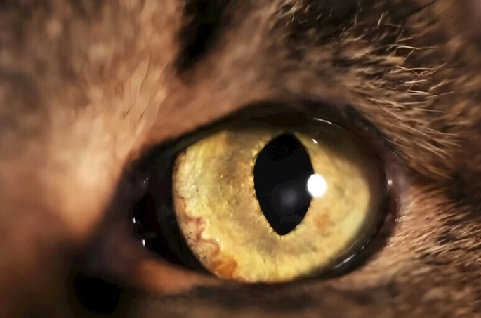 異色瞳 貓 性格 異色瞳 貓 性格