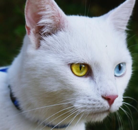 異瞳貓耳聾全解析：成因、照顧要點與常見問題解答