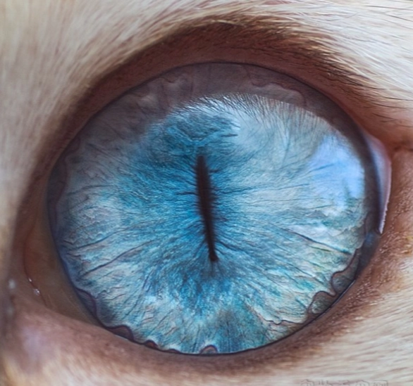 貓咪眼睛顏色透露個性秘密？專家解析真實關聯與迷思