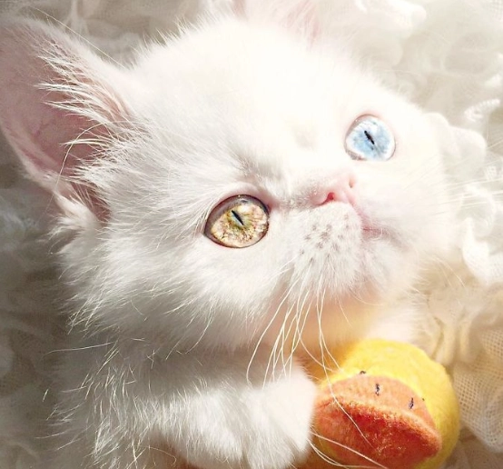 白色貓咪遺傳疾病 白色貓咪遺傳疾病