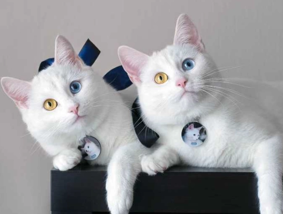 貓咪耳聾照顧 貓咪耳聾照顧