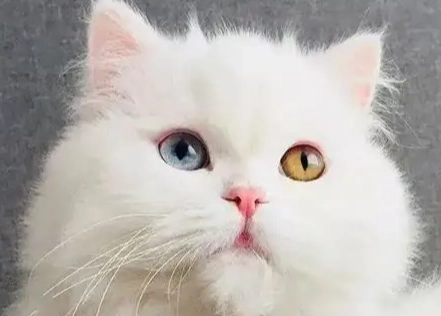 白色貓咪遺傳疾病 白色貓咪遺傳疾病