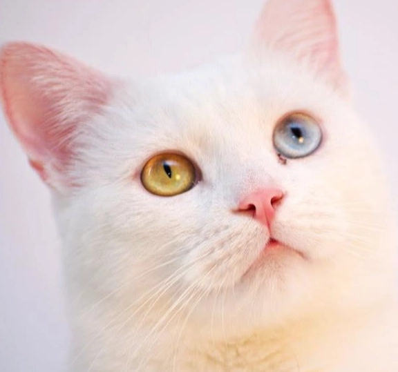白色貓咪遺傳疾病 白色貓咪遺傳疾病