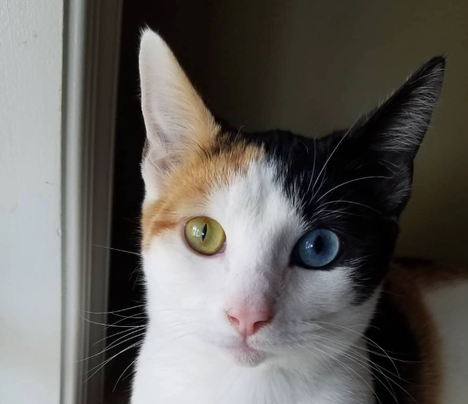 貓咪異色瞳原因