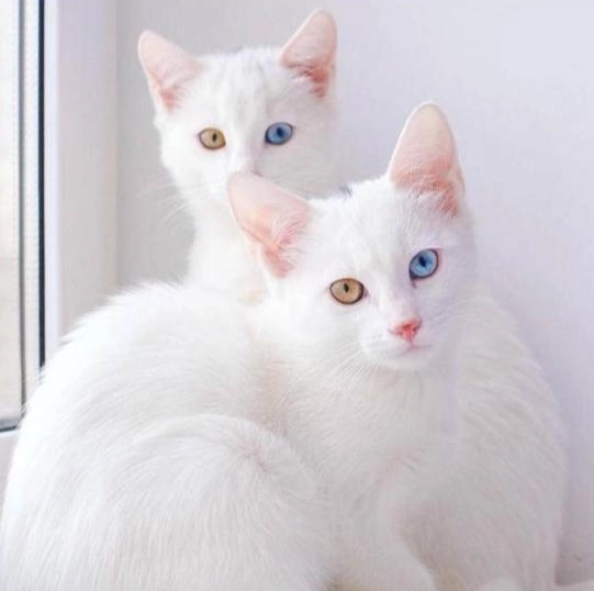 異色瞳貓機率全解析：成因、品種與健康照顧指南