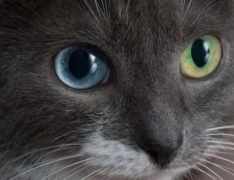 異色瞳貓品種