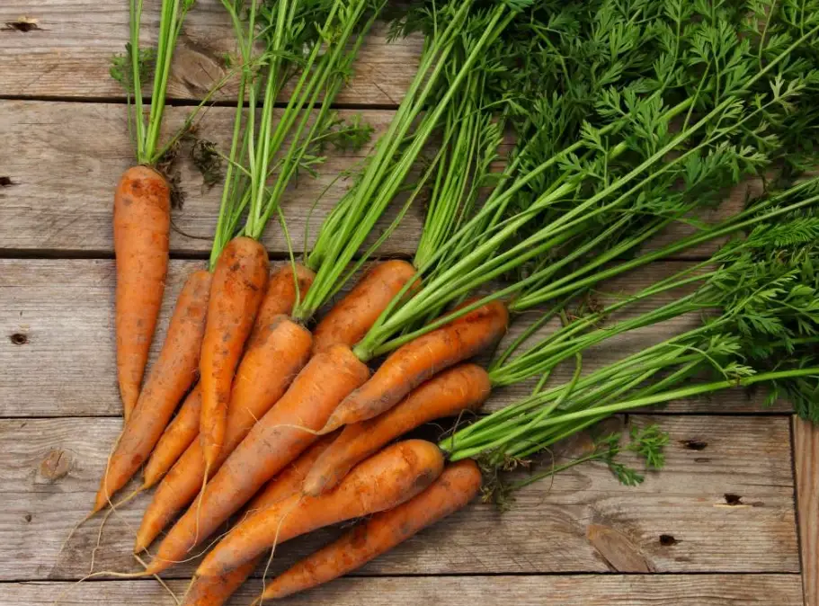 紅蘿蔔膳食纖維全攻略：從挑選秘訣到每日菜單，打造順暢體質