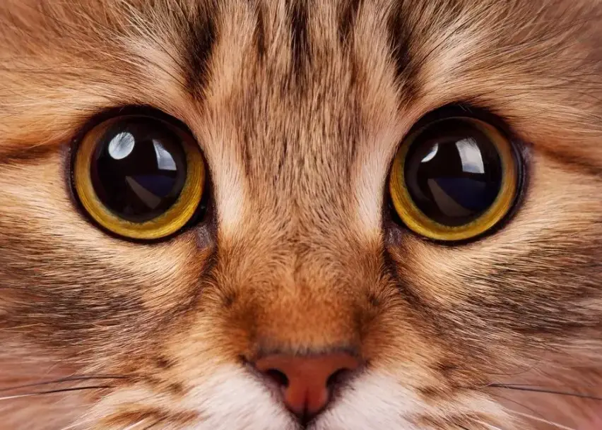 貓咪行為 眼睛顏色 貓咪行為 眼睛顏色