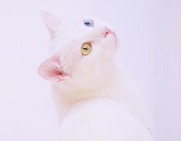 貓咪耳聾照顧 貓咪耳聾照顧