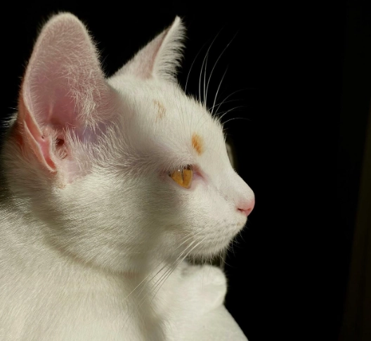 貓咪行為 眼睛顏色 貓咪行為 眼睛顏色