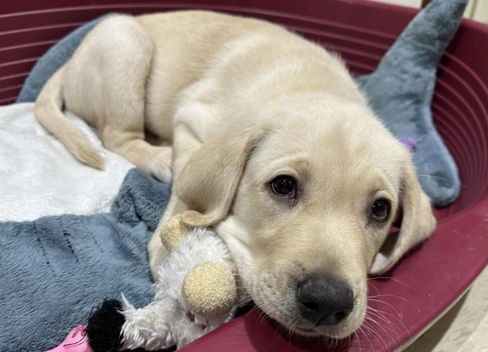 幼犬剪毛時機全指南：獸醫建議與注意事項