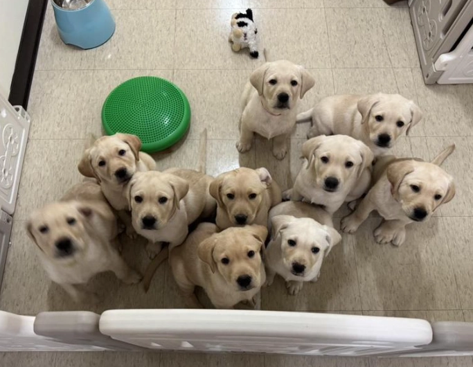 幼犬體重增加全攻略：實用監控與餵養技巧