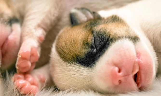 狗狗幾個月變乖 狗狗幾個月變乖