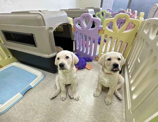 幼犬穩定期 幼犬穩定期